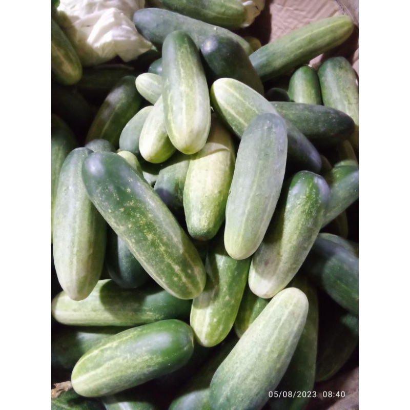 

timun daerah presh 1kg