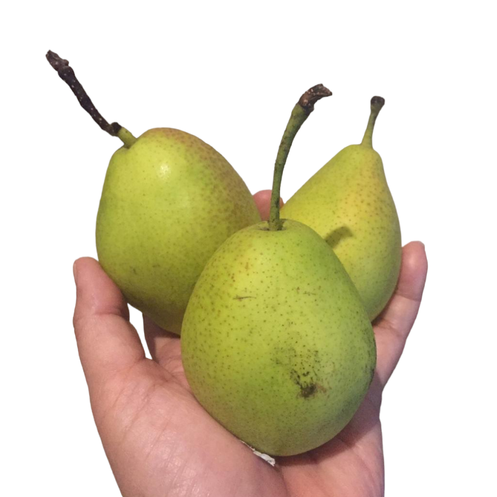 

Pear Xianglie Buah Pir Import Buah Segar Pilihan