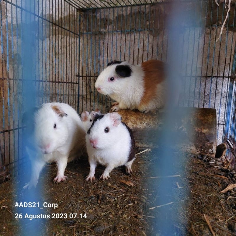 Marmut Lokal Lucu Anakan Cikarang