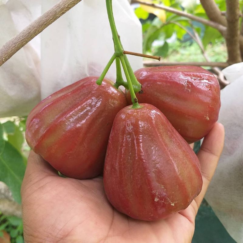 bibit jambu air dalhari | sudah okulasi | jambu dalhari | jambu air dalhari | tabulampot jambu air