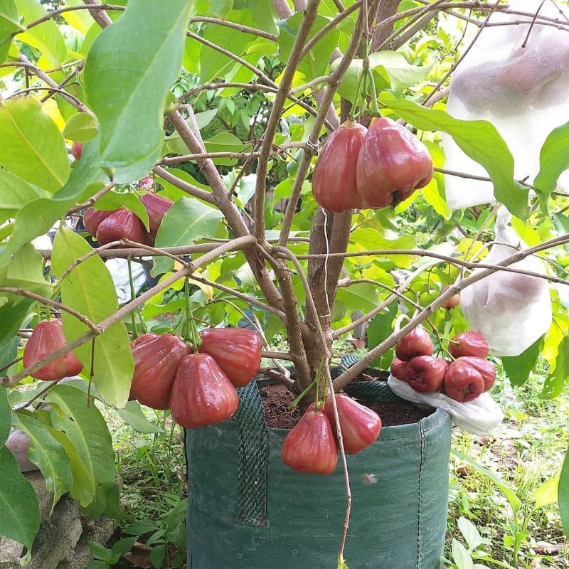 bibit jambu air dalhari | sudah okulasi | jambu dalhari | jambu air dalhari | tabulampot jambu air