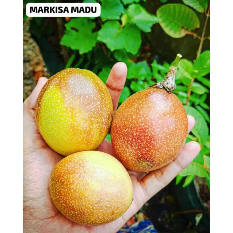 markisa madu| bibit buah markisa madu | tanaman markisa manis madu