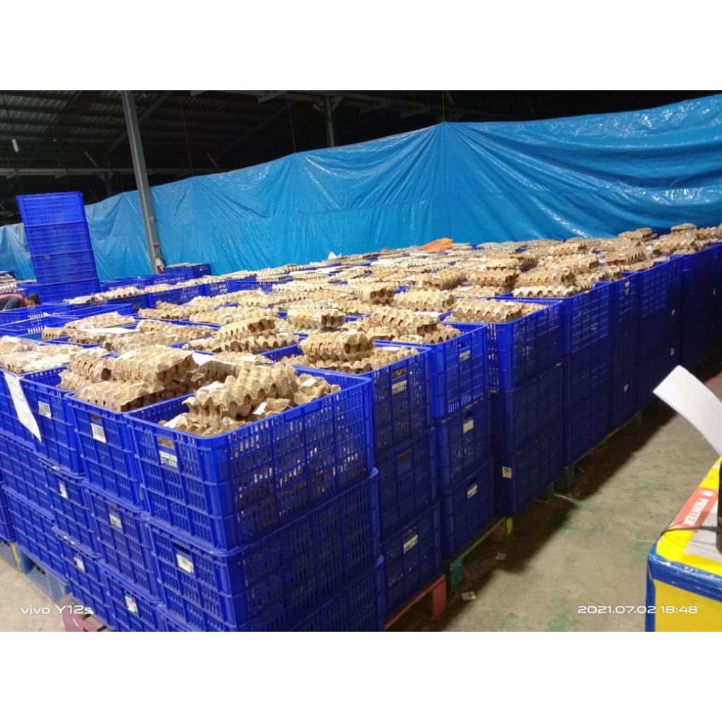 

TELUR AYAM KAMPUNG OMEGA 1 PACK (30 BUTIR) SUPPLIER TELUR HEN-HEN