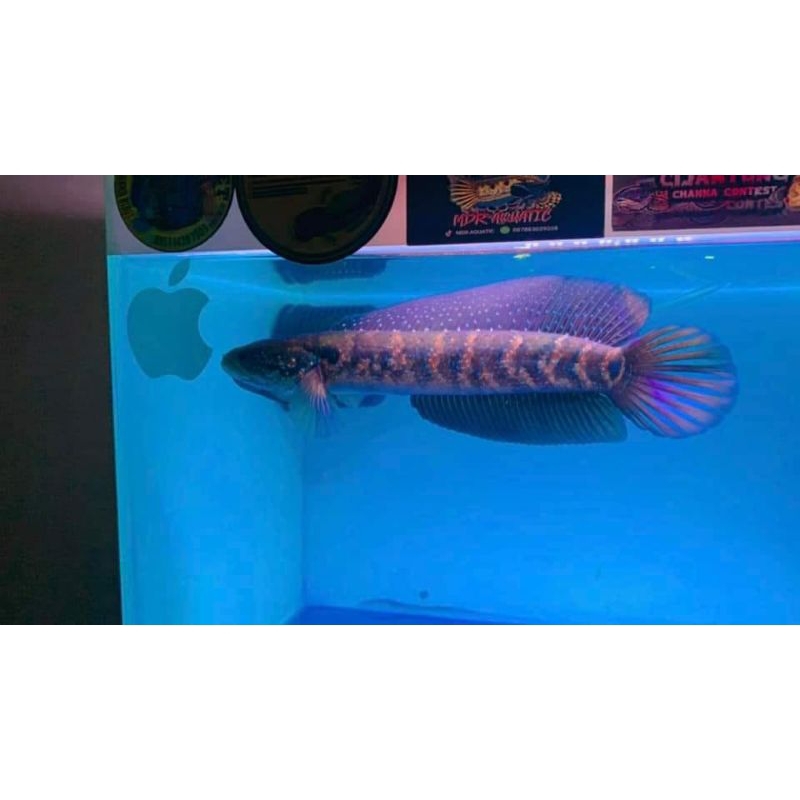 Channa Asiatica Rsws  Gondrong Size 8-9 Cm 11-12Cm