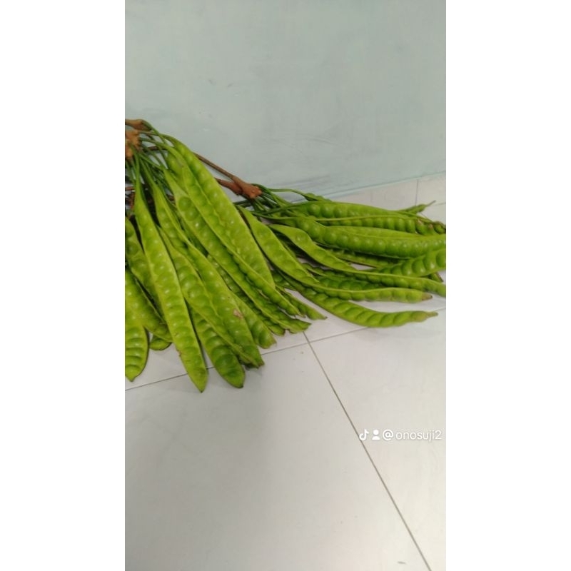 

Pete Asli Trenggalek Jawa Timur