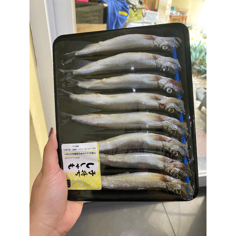 ikan shisamo cipung capelin
