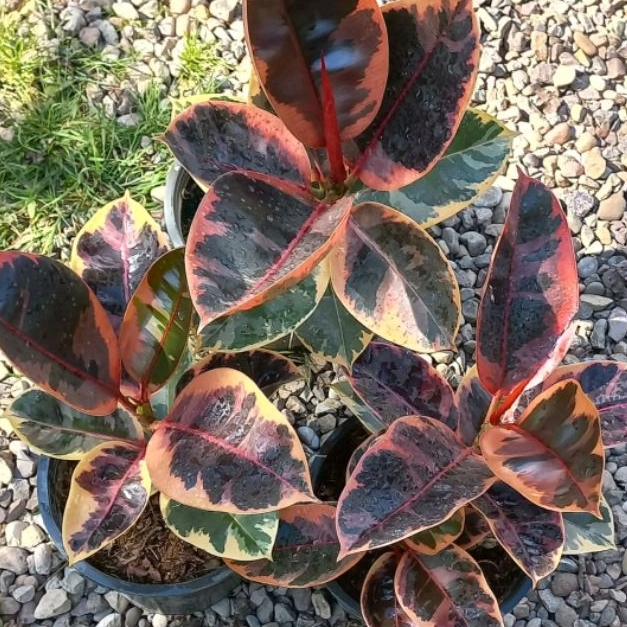 *PROMO* Ficus Elastica Ruby/Karet Kebo Ruby