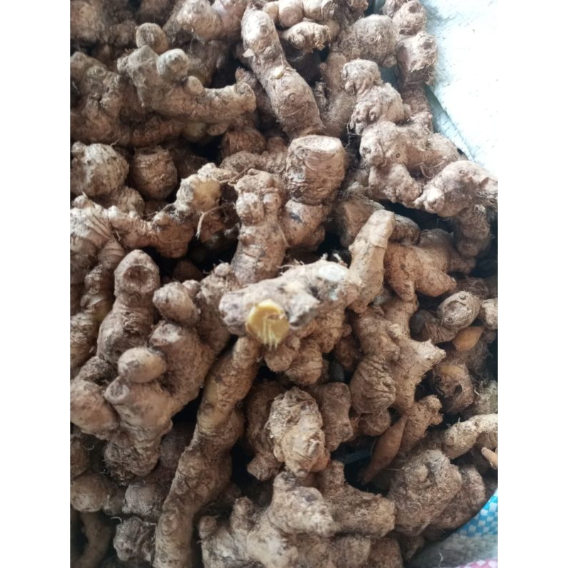 

Temu giring/temu kuning rempah