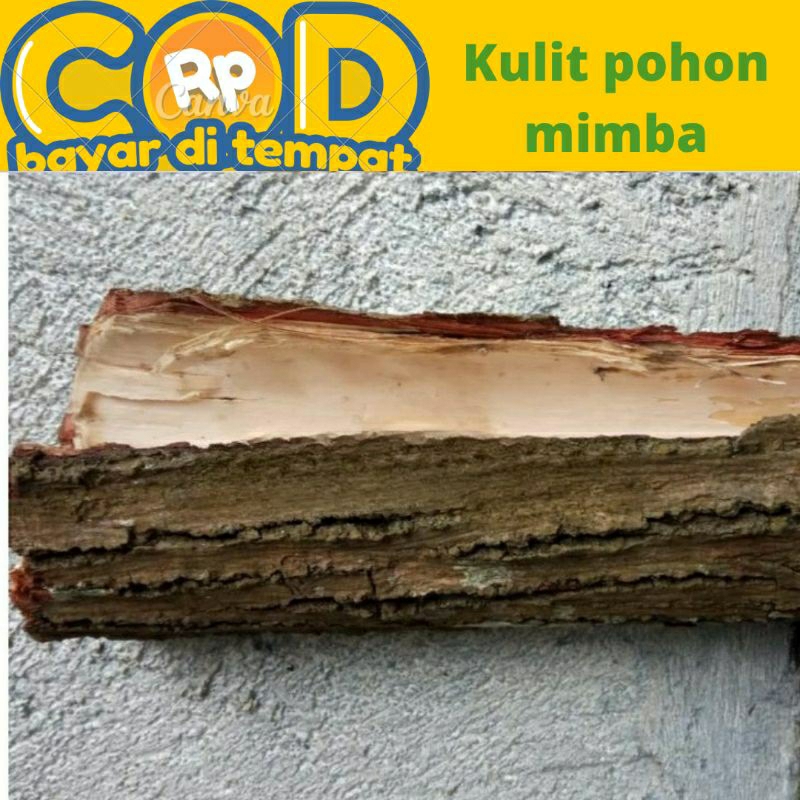 

Kulit pohon mimba/mindi segar diambil saat di pesan 100 gram