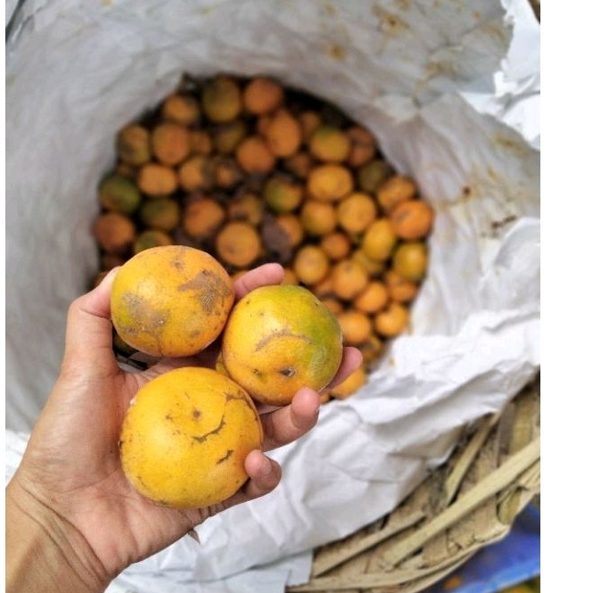 

Jeruk Medan 1kg