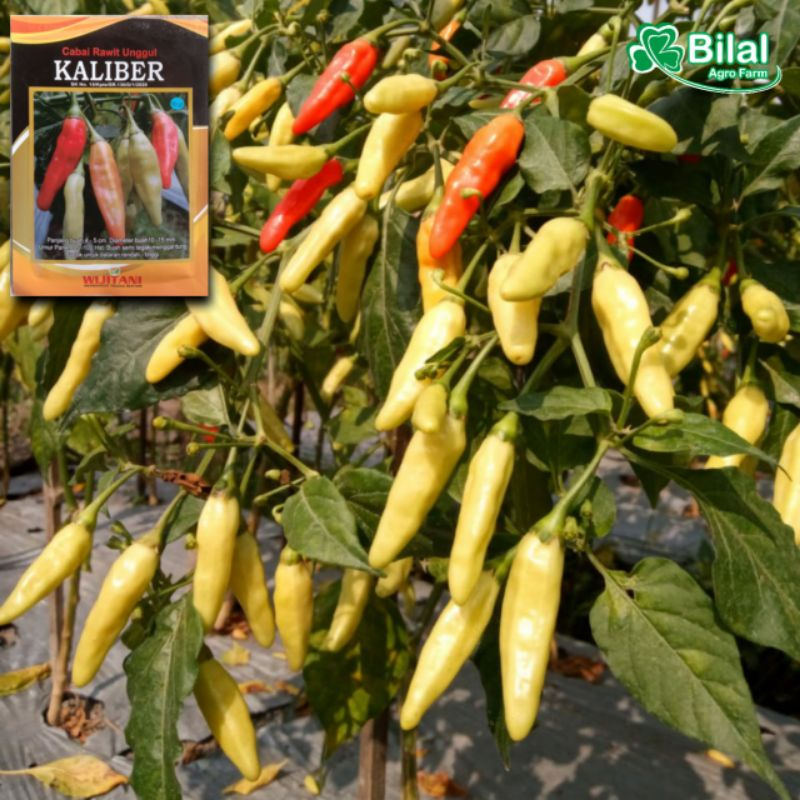 10 Biji Benih Cabe Rawit KALIBER WIJITANI
