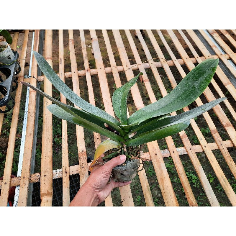 Anggrek bulan dewasa pasca bunga