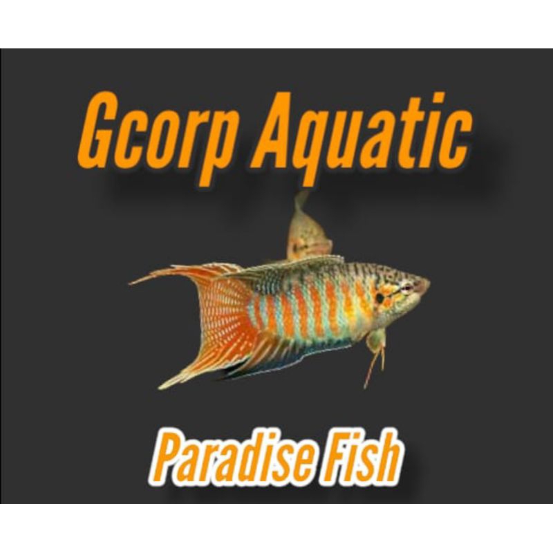 Etalase - Paradise Fish (Aquascape)