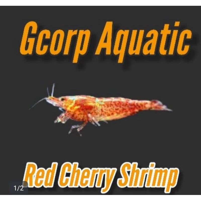 Etalase -  Red Cherry Shrimp (Aquascape)
