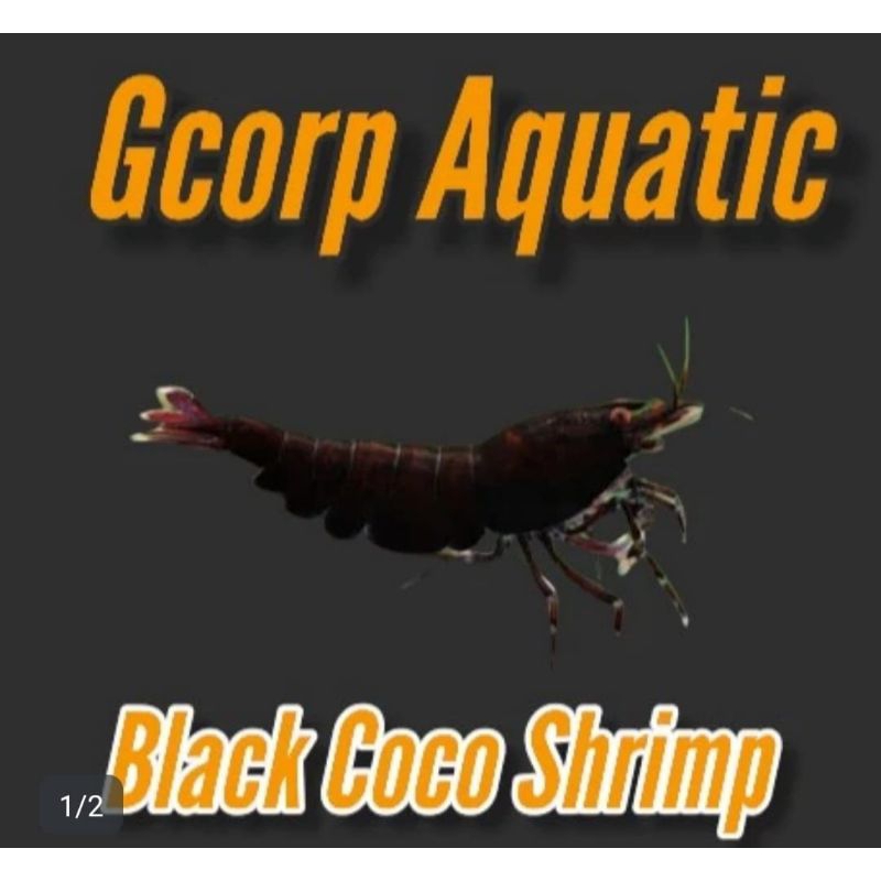 Etalase - Black Coco Shrimp (Aquascape)