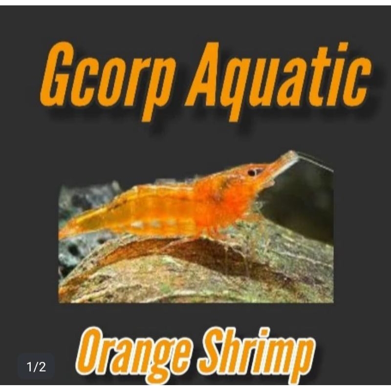 Etalase - Orange Shrimp (Aquascape)