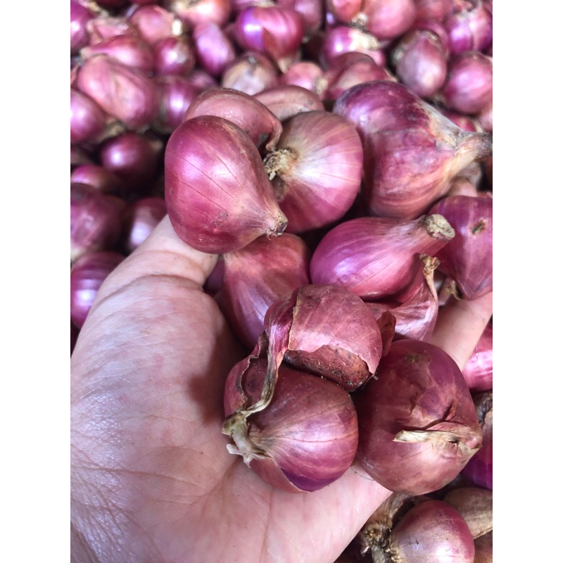 

bawang merah