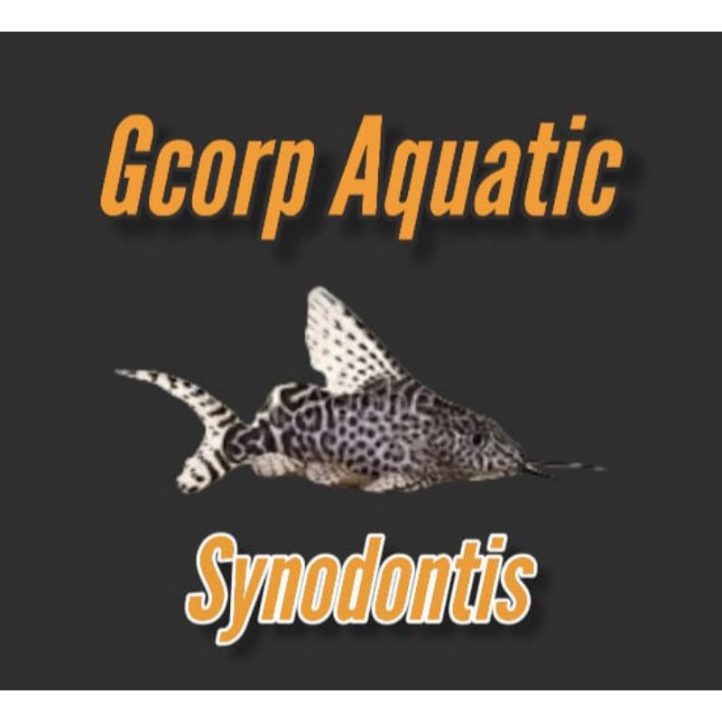Etalase - Synodontis (Aquascape)