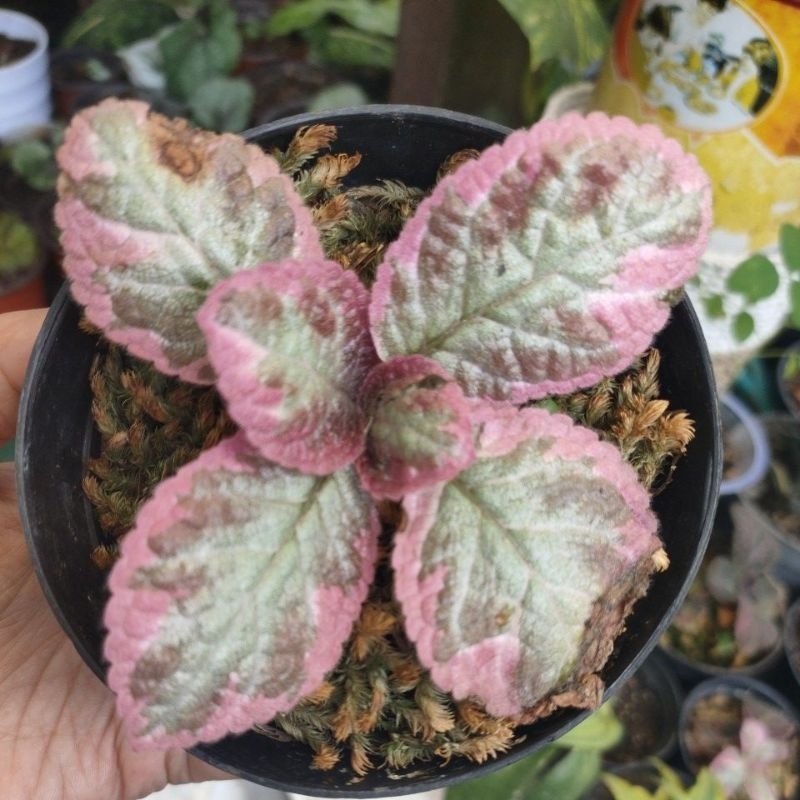 episcia cleopatra