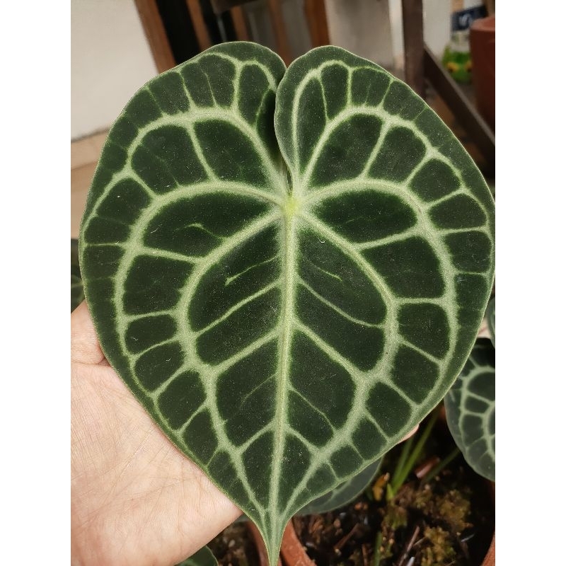 anthurium clarinervium hybrid/kuping gajah tarantula