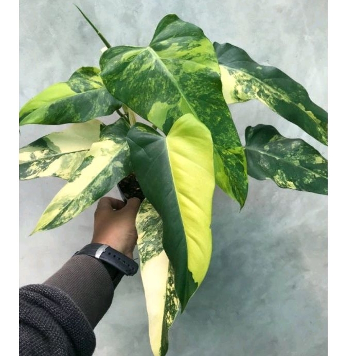 philodendron domesticum