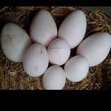 

telur menthok gagal netas