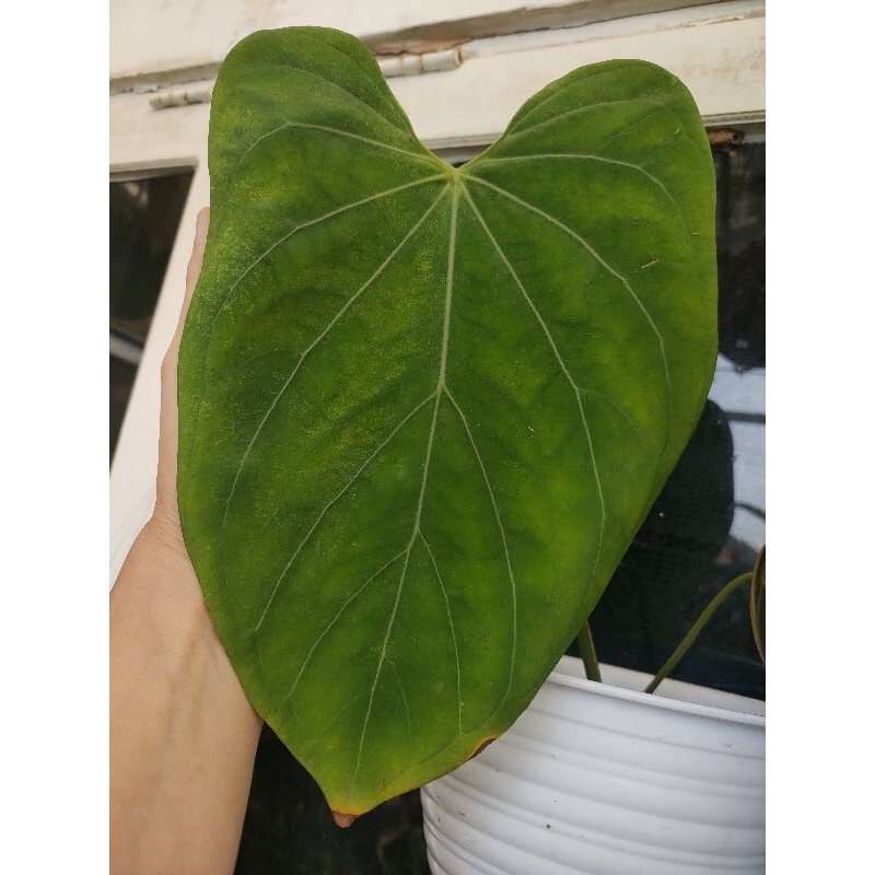 anthurium papi x hu