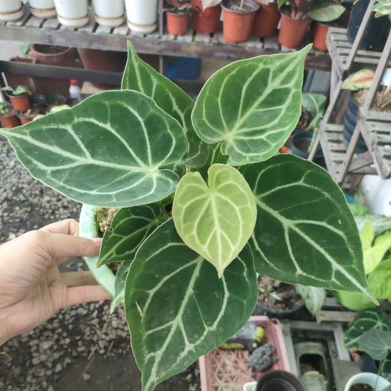 anthurium kuping gajah hybrid forgeti x gladiator