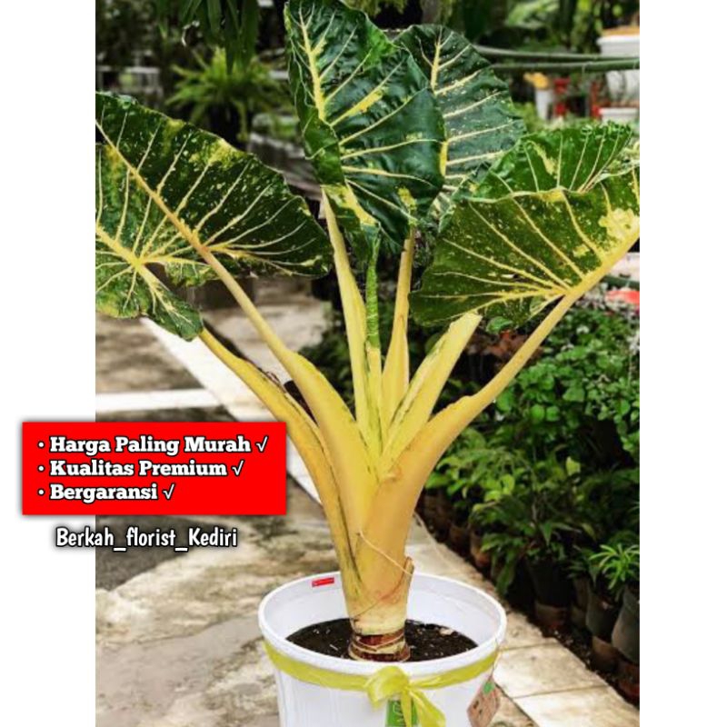 Sente Golden /NEW Guinea Glod/Varigata Kuning #caritanaman hias