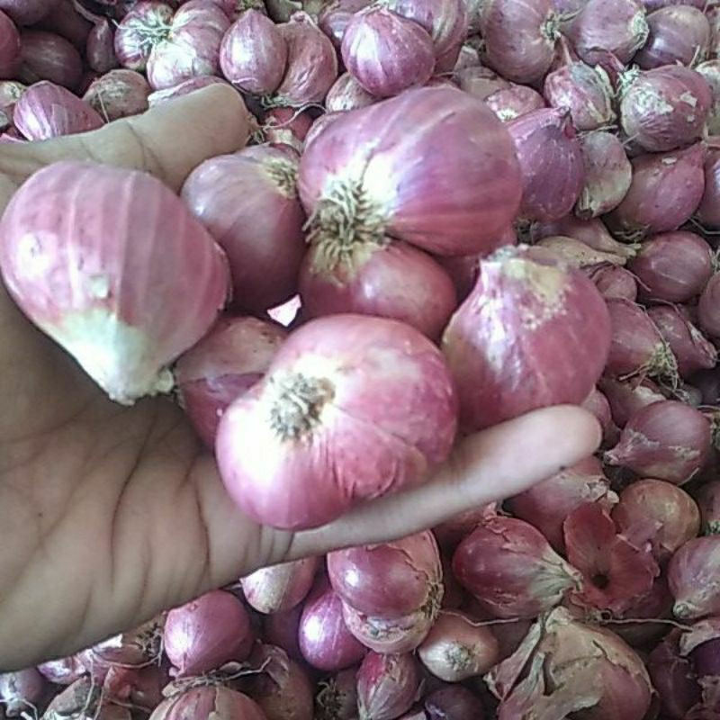 

1kg BAWANG MERAH besar campur Tanggung BRAMBANG NGANJUK BRAMBANG KERING BRAMBANG besar campur tanggung BRAMBANG KUALITAS BAGUS