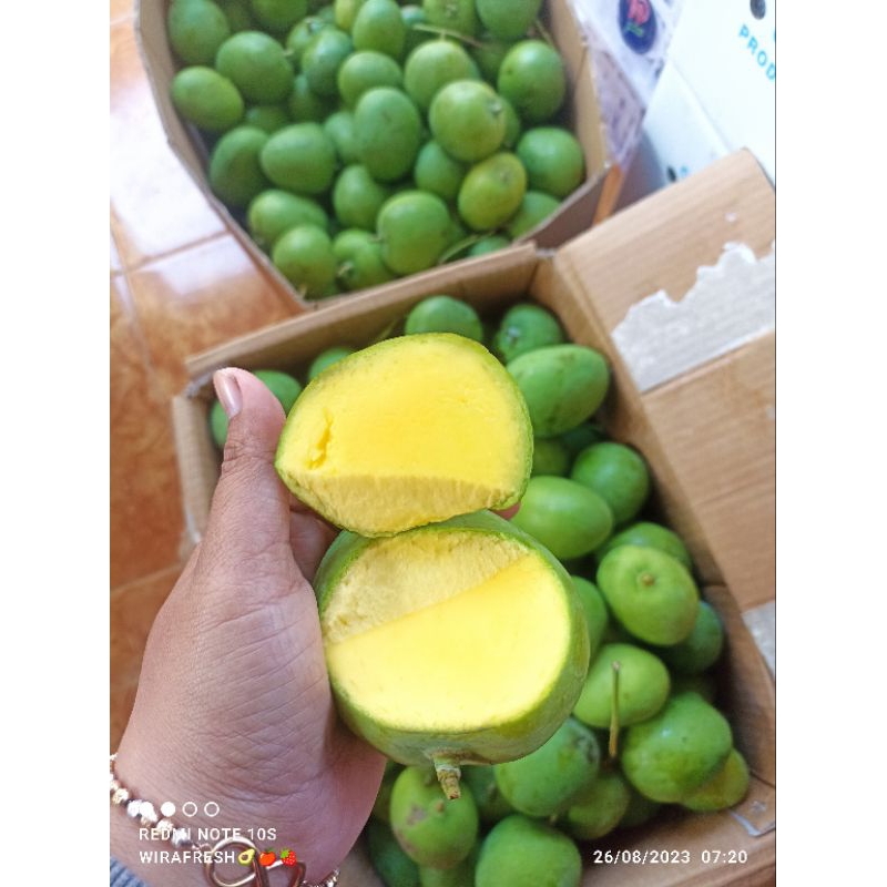 

mangga mardi situbondo