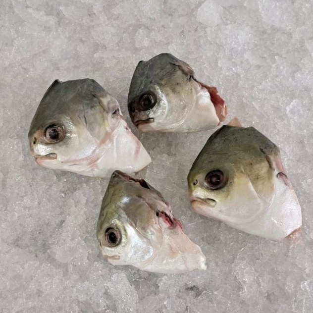 

Kepala Bawal Bintang / Bawal Marukoban / Pompano / Seafood 22