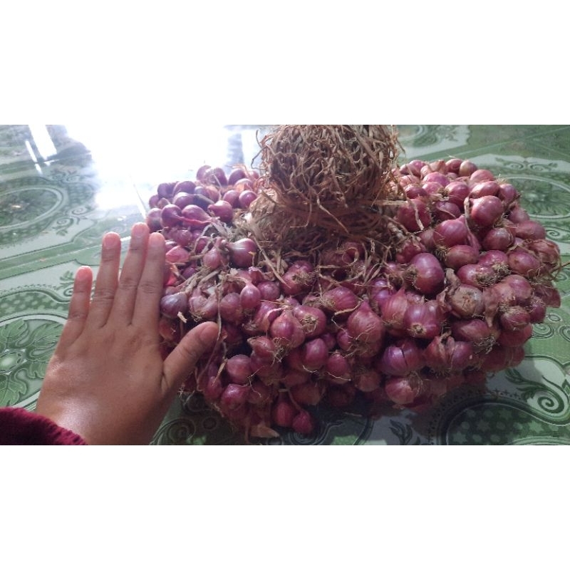 

Bawang Merah 1 ikat (ombyokan)| Harga per Kg