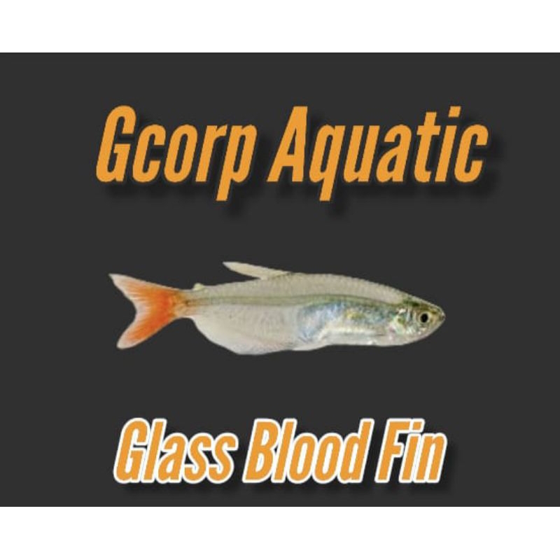 Etalase - Glass Blood Fin (Aquascape)