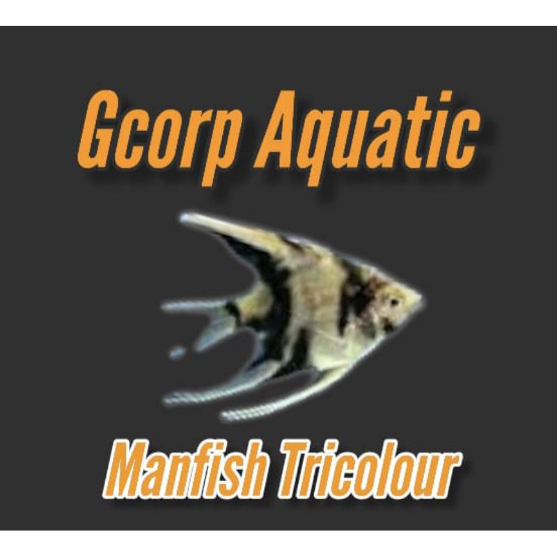 Etalase - Manfish Tricolor (Aquascape)