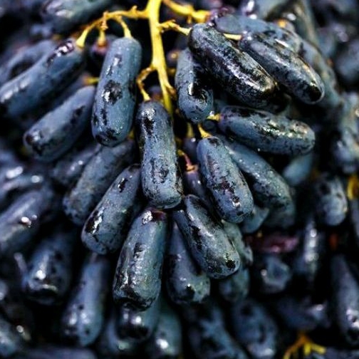 

Anggur Moondrop Fresh Pack PROMOO