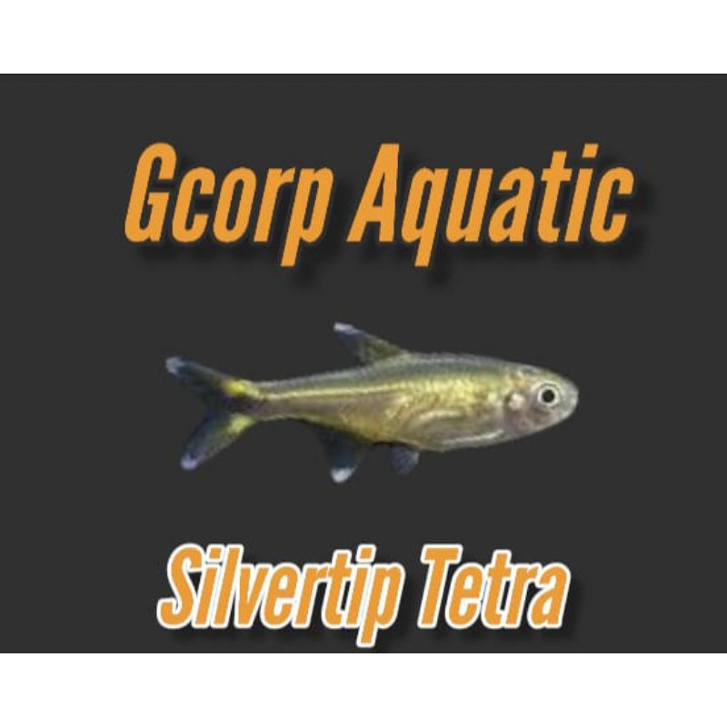 Etalase - Silvertip Tetra (Aquascape)
