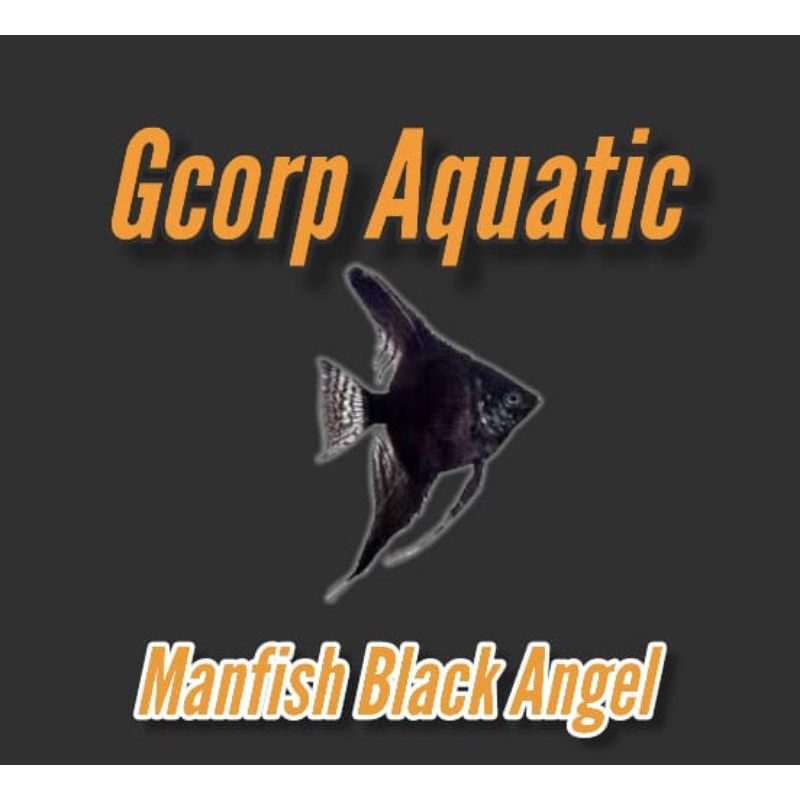 Etalase - Manfish Black Angel (Aquascape)