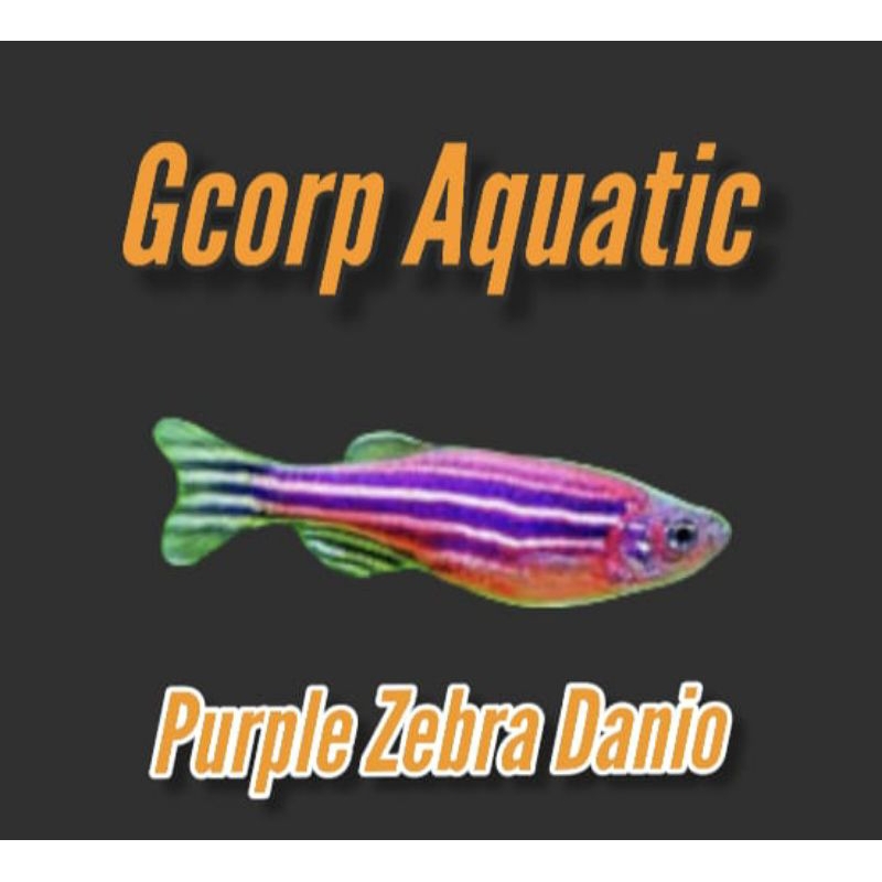 Etalase - Purple Zebra Danio (Aquascape)