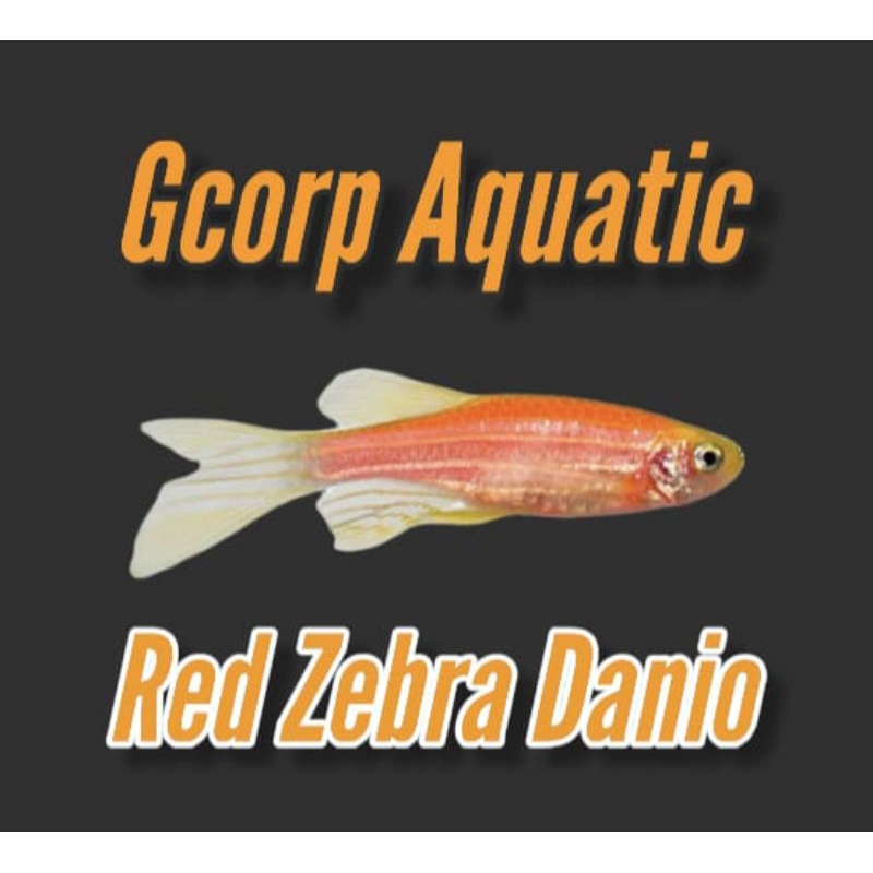 Etalase - Red Zebra Danio (Aquascape)