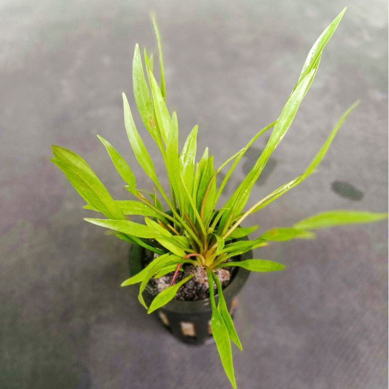 Echinodorus Xinguensis 5 Rhizome Emersed Tanaman Aquascape