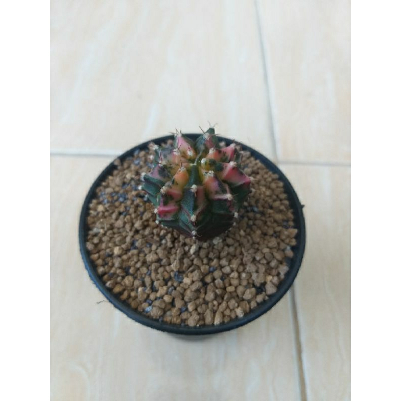 kaktus miha varigata