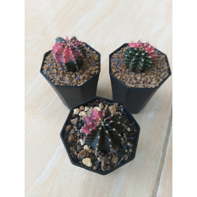 kaktus paket 3 tanaman gymno miha varigata