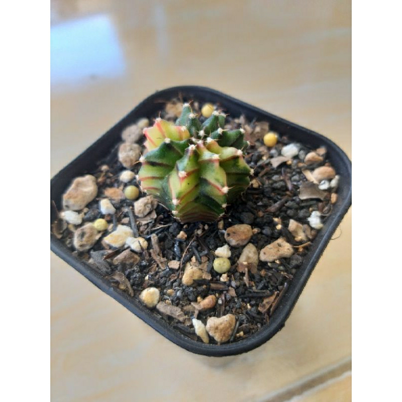 kaktus miha varigata