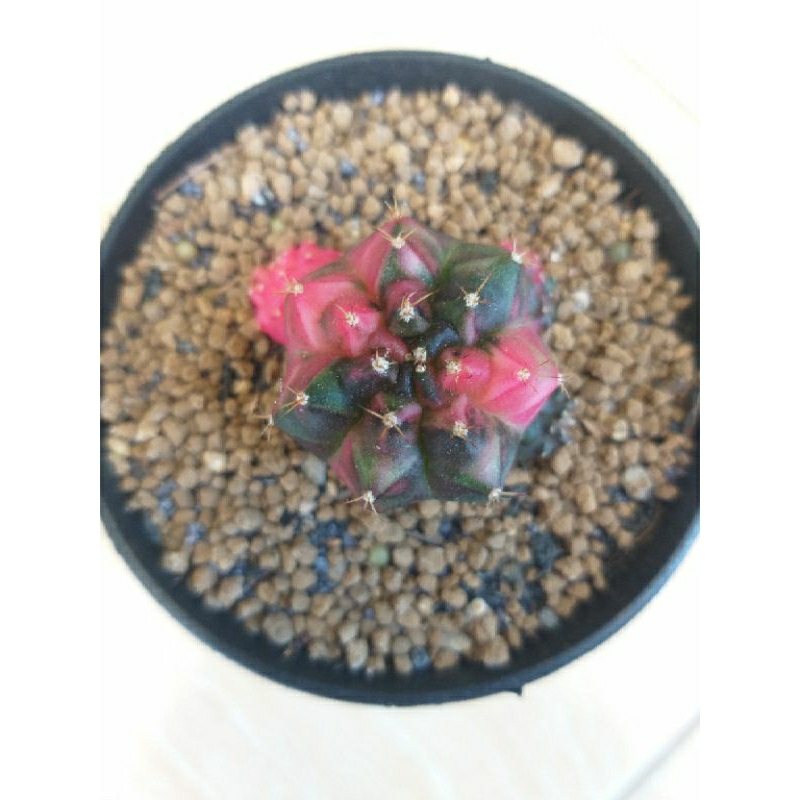 kaktus gymno miha varigata sudah 3 anakan