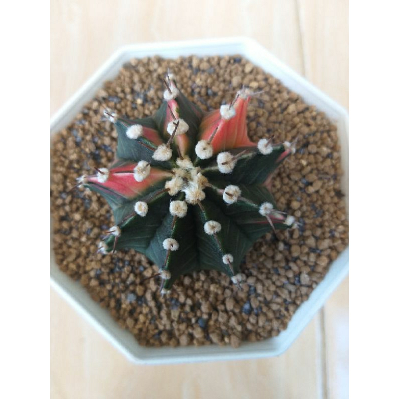 kaktus gymno miha LB hybrid varigata indukan