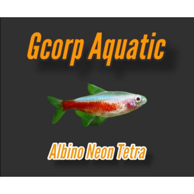 Etalase - Albino Neon Tetra (Aquascape)
