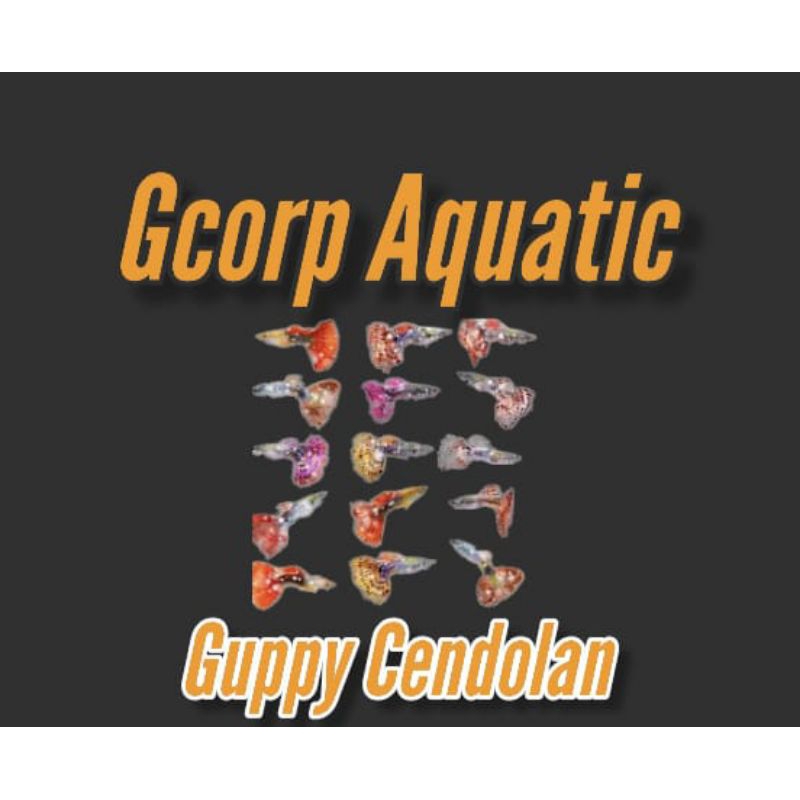 Etalase - Guppy Cendolan (Aquascape)