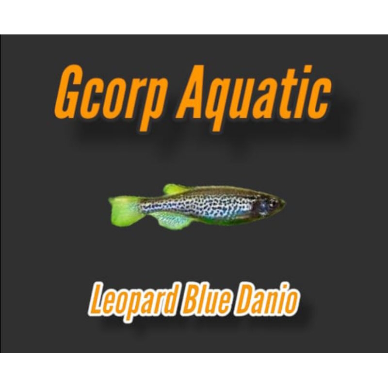 Etalase - Leopard Blue Danio (Aquascape)