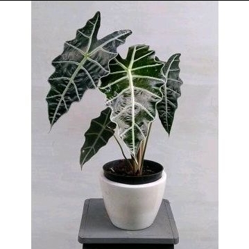 tanaman Hias Alocasia Amazonica Jumbo
